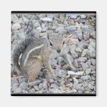 Harris Antelope Squirrel Refrigerator Magnet