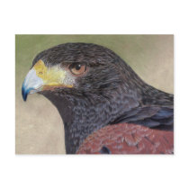 Harris Hawk coloured pencils
