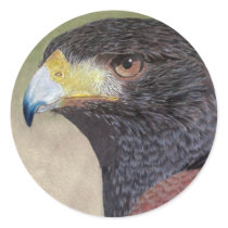 Harris Hawk coloured pencils