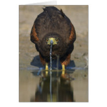 Harris Hawk  Parabuteo unicinctus Cards