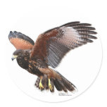 Harris Hawk Stickers
