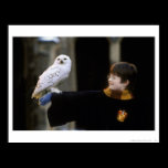 Harry and Hedwig 3 posters