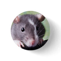 Harry Button