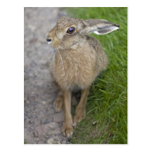 Harry Hare Postcard