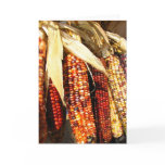 Harvest Corn cards