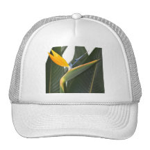 Hat with Bird of Paradise