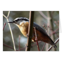 Hatch Greeting Card