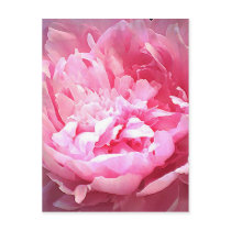 Hatched Pink Peony Postcards
