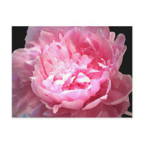 Hatched Pink Peony Postcard