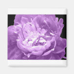 Hatched Purple Peony Refrigerator Magnets