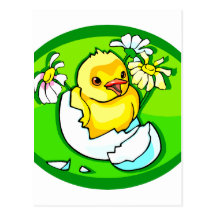 hatching chick daisies green oval post card