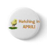 Hatching in April! Maternity/Pregnant Due In April Pinback Buttons