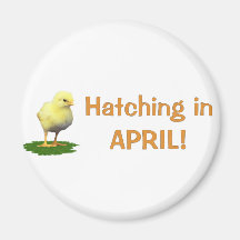 Hatching in April! Maternity/Pregnant Due In April Magnets