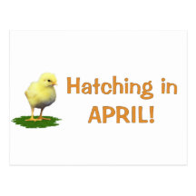 Hatching in April! Maternity/Pregnant Due In April Postcards