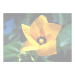 Hau Tree, Pacific Islands Personalized Announcement