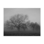 Haunting Fog Post Cards