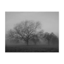 Haunting Fog Post Cards