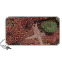 Haut-parleur d'étoiles de mer et de garnement