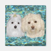 Havanese, Maltese on Turquoise Water Magnet