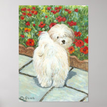 Havanese n Poppies Art Print 10 by 17