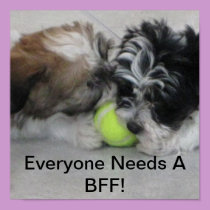 Havanese puppies - Friendship - BFF posters