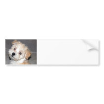 Havanese Puppy Bumper Stickers