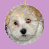 Havanese Puppy Ornament ornaments