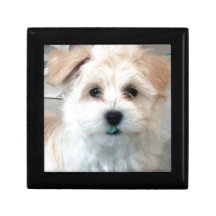 Havanese Rescue Puppy Tan funny green 'tooth' Jewelry Box