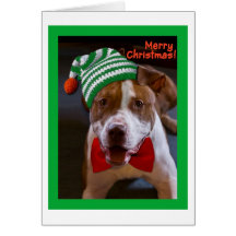 Have a Pit Bull Christmas Greeting Cards
