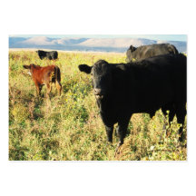 Have You Herd? Calves - Gift Registry - Western Business Card Templates