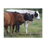 Have you HERD? Three Cows Postcard
