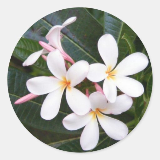 Hawaï tropicale blanche, rose, jaune, Plumeria Autocollants Ronds