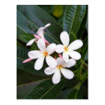 Hawaï tropicale blanche, rose, jaune, Plumeria Carte Postale
