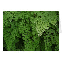 Hawaian Tropical Ferns Greeting Cards