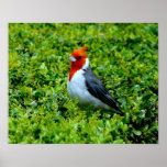 Hawaii Cardinal - Poster