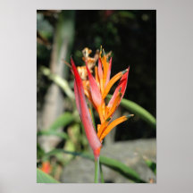 Hawaii Flora Posters