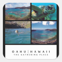 Hawaii Green Sea Turtle Stickers