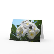 Hawaii Plumeria Flower Cards