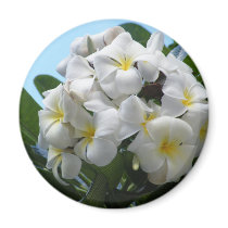 Hawaii Plumeria Flower Fridge Magnets