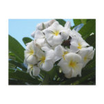 Hawaii Plumeria Flower postcards