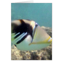 Hawaii State Fish - Humuhumunukunukuapua'a Card