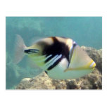 Hawaii State Fish - Humuhumunukunukuapua'a Post Cards
