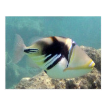 Hawaii State Fish - Humuhumunukunukuapua'a Post Cards
