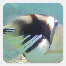Hawaii State Fish - Humuhumunukunukuapua'a Sticker