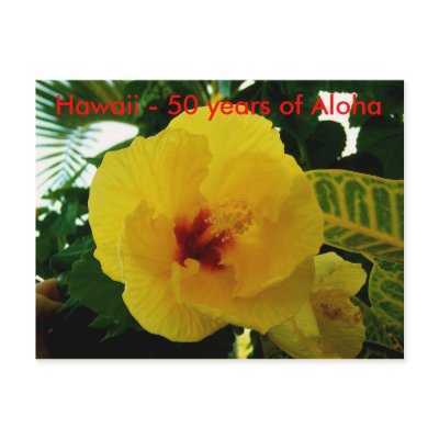 Hawaii Yellow Flowers Postcard by Rebecca_Reeder