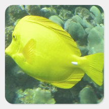 Hawaii Yellow Tang - Lau'i Pala Square Sticker