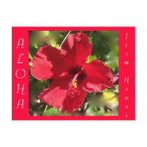 Hawaiian Aloha Red Hibiscus Flower Postcard