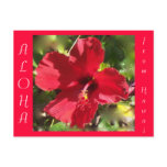 Hawaiian Aloha Red Hibiscus Flower postcards