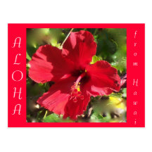 Hawaiian Aloha Red Hibiscus Flower Postcard