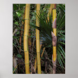 Hawaiian Bamboo & Palm Posters